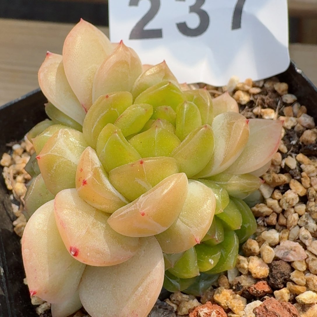 甜心群生绿体         多肉植物