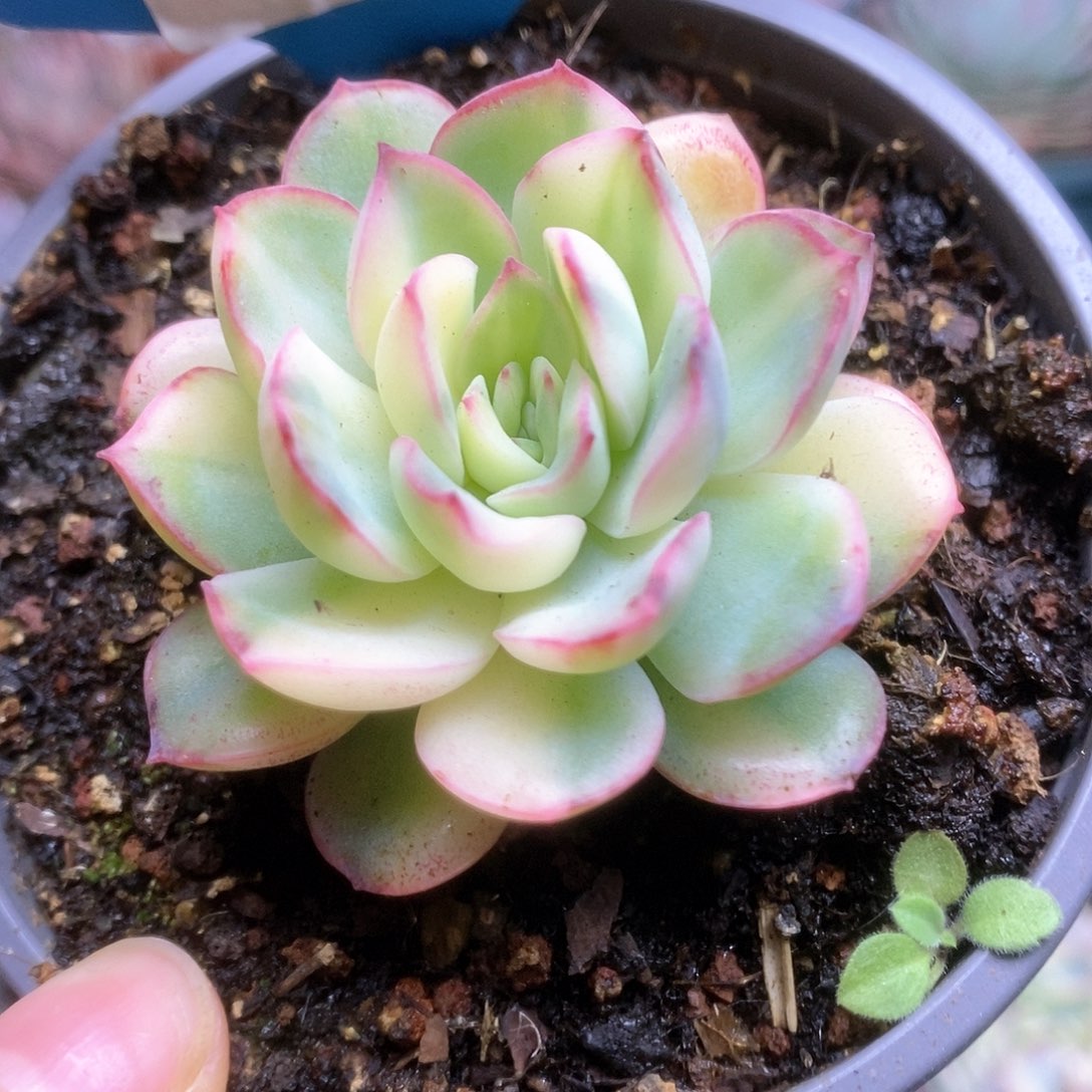 C276雨燕座锦锦锦锦锦锦