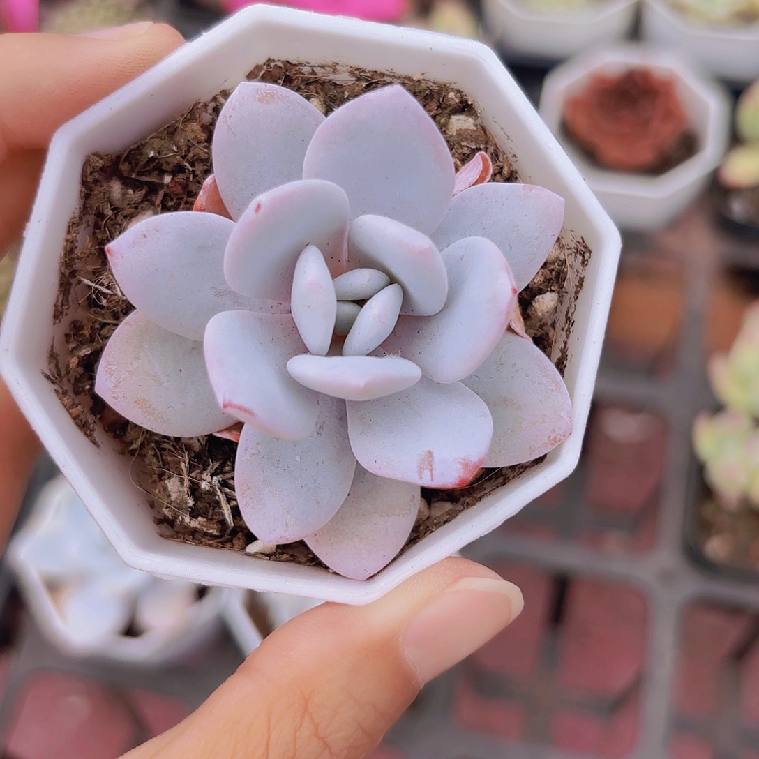 精品雪莲多肉植物