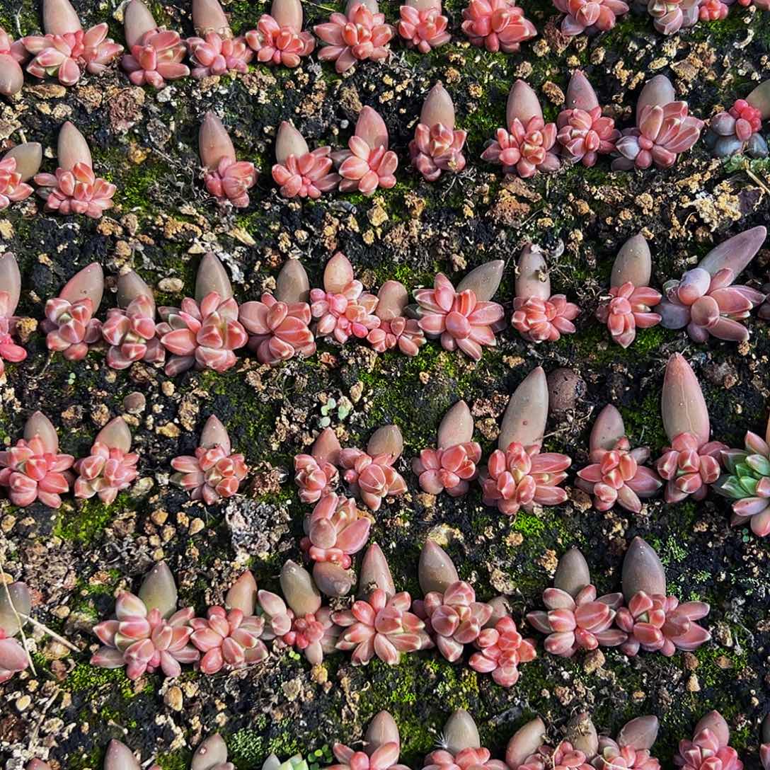 20颗桔云多肉美人精品系列