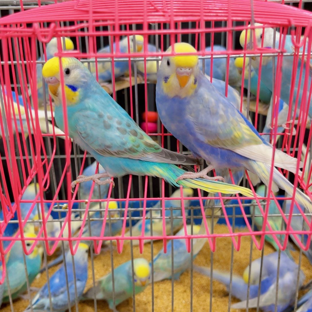 虎皮鹦鹉姗**迟金彩虎皮鹦鹉紫色蓝色