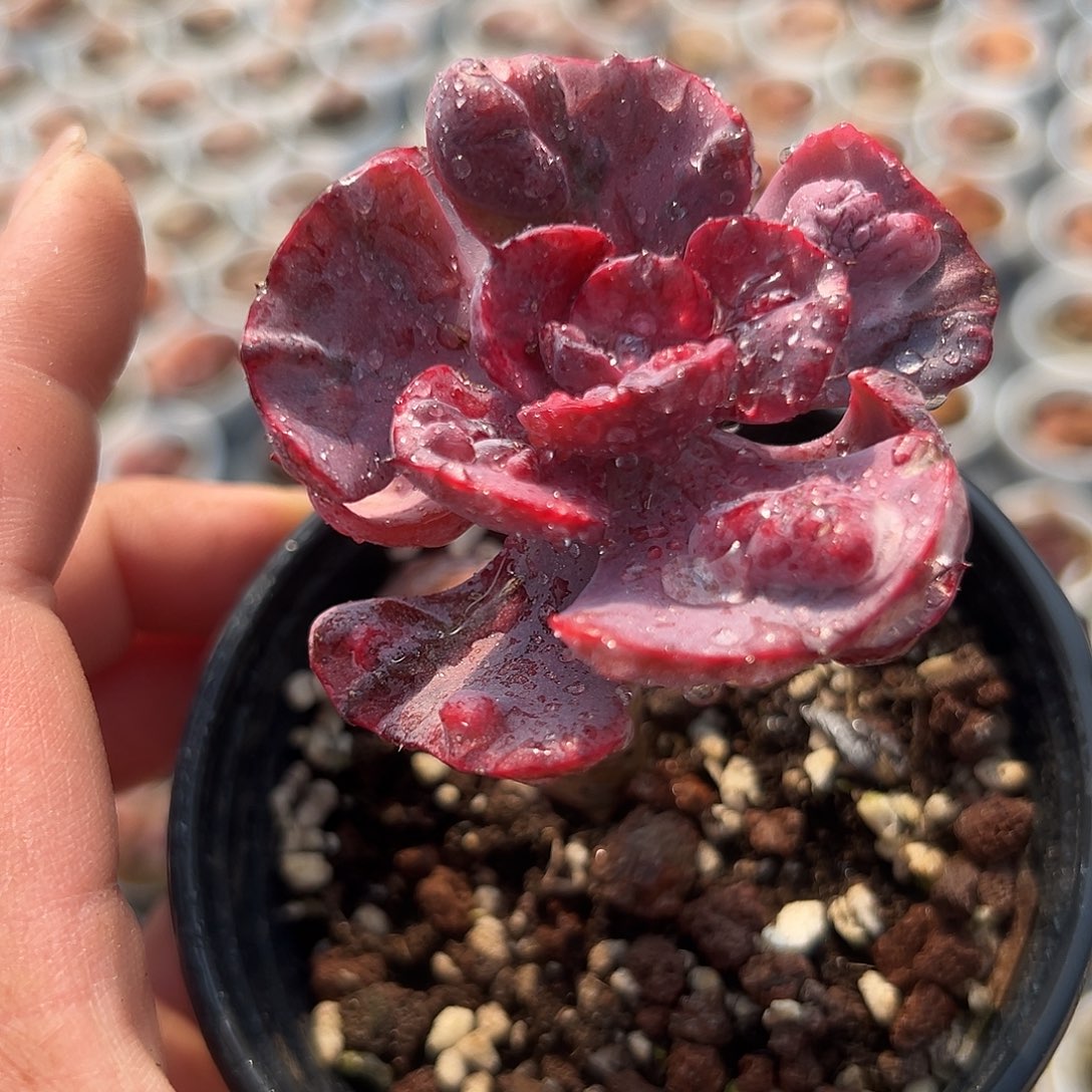 多肉植物雨滴锦单头