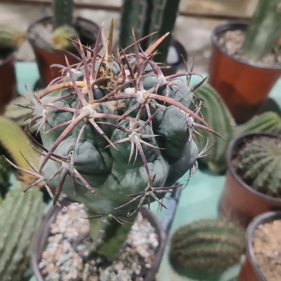 仙人球大红鹰袖普嫁接