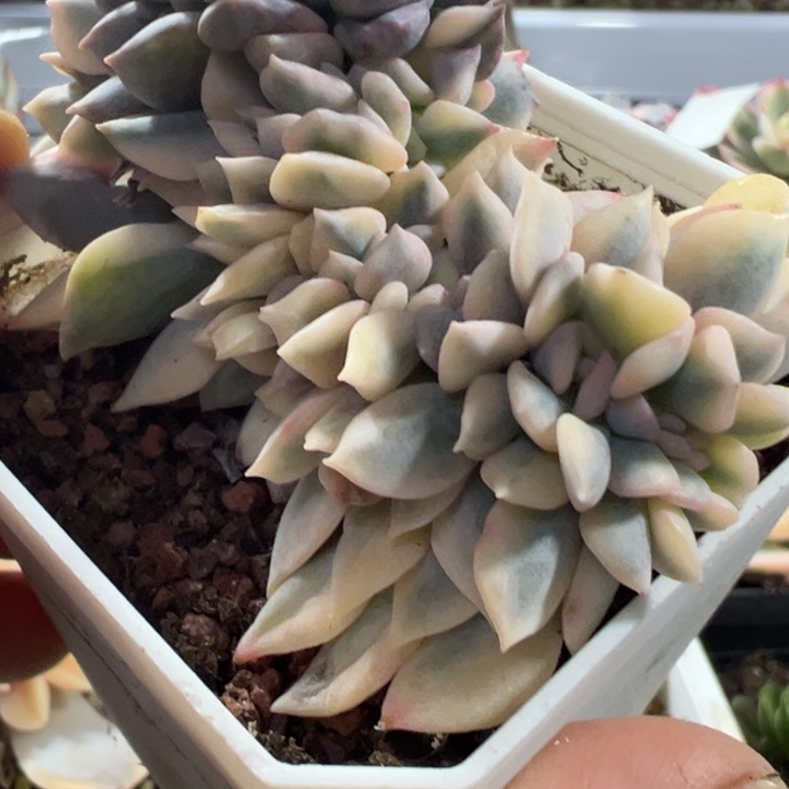 雪精灵锦缀多肉植物471