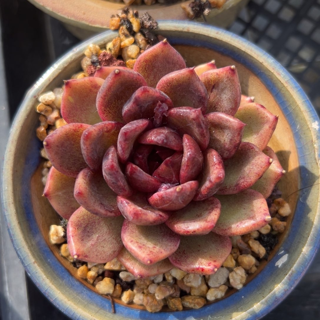 黑水晶精控多肉一物一拍