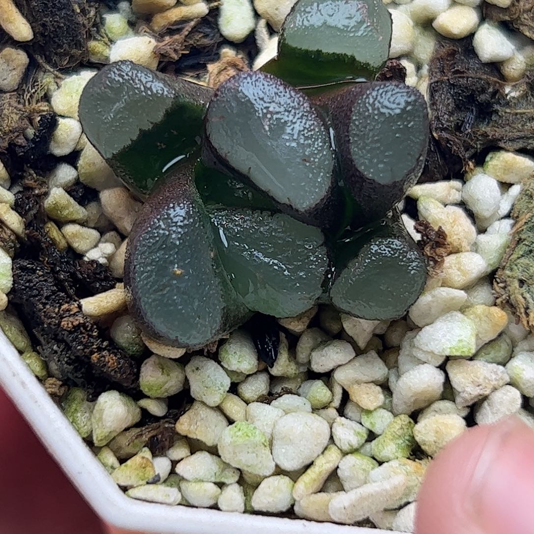 紫镜万象十二卷多肉