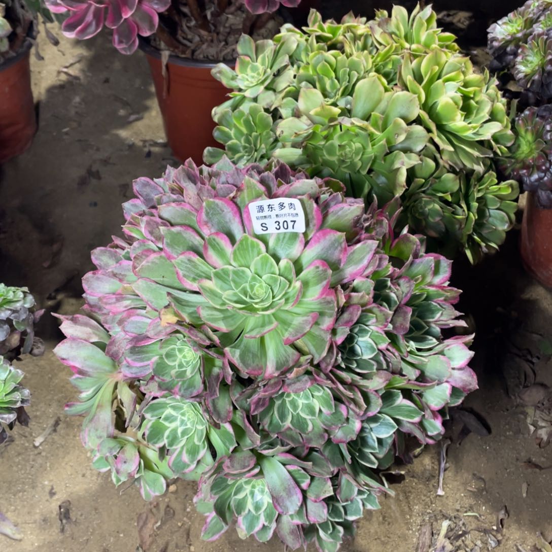 307粉海多肉法师断枝不包