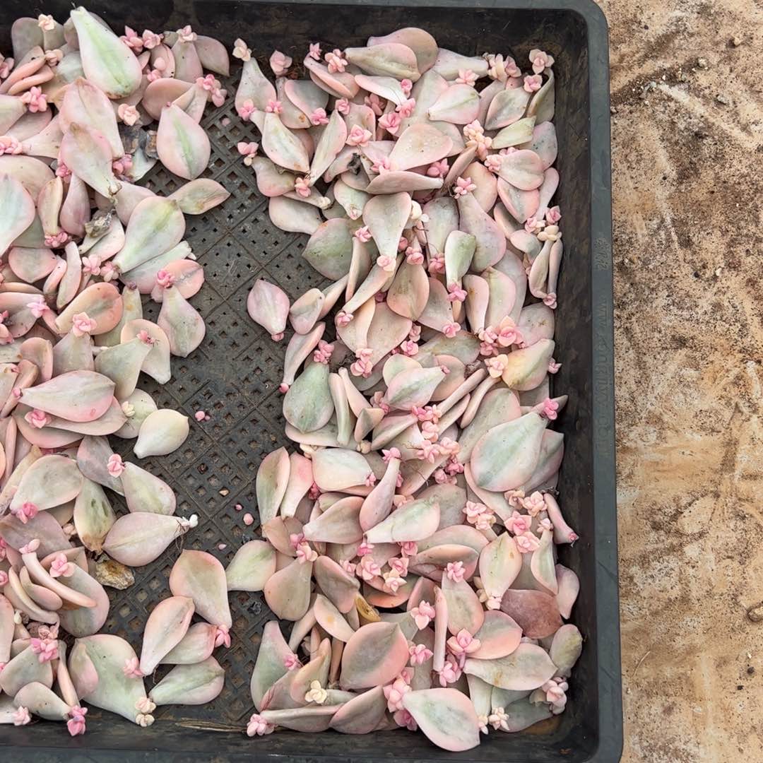 半框紫乐锦叶插苗