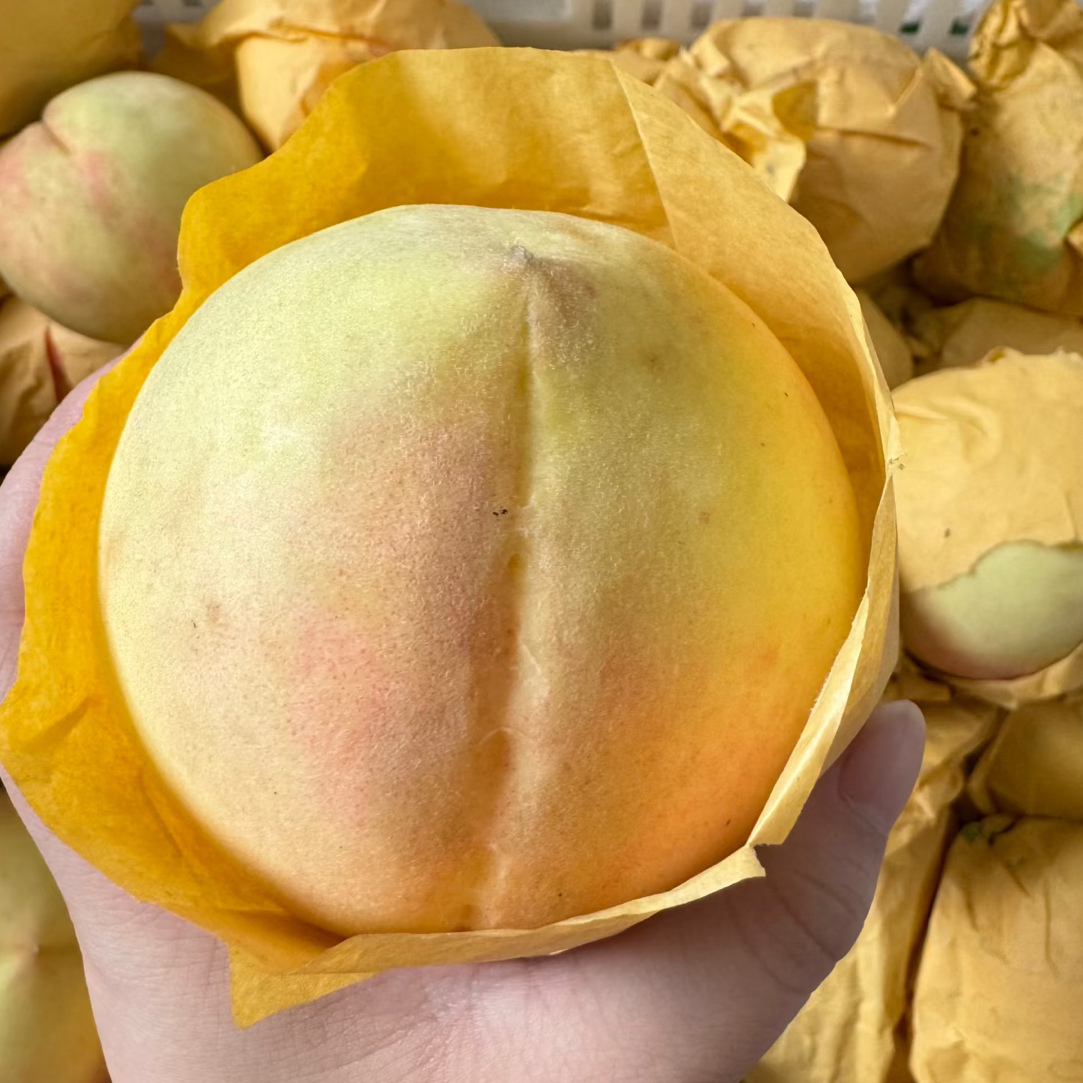 宁波奉化水蜜桃树苗 良方水蜜桃 锦绣黄桃 蟠桃当年结果