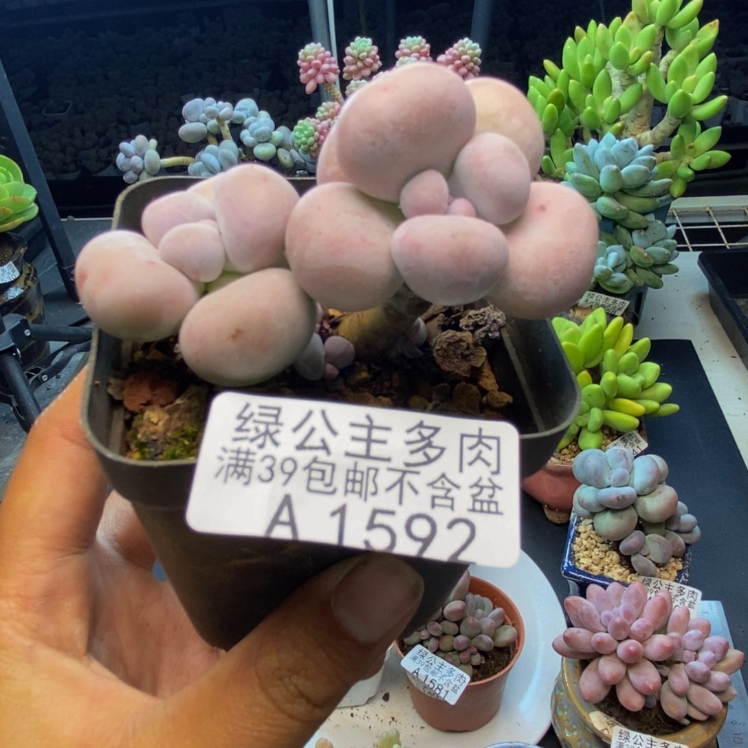 592芭比奶多肉7cm