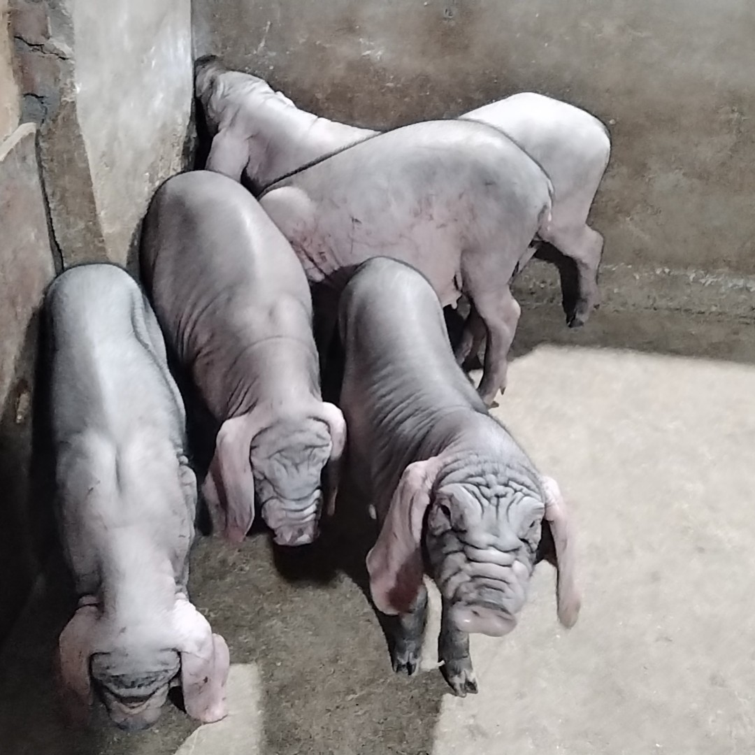 原种太湖母猪二花脸大母猪小猪仔活苗黑猪