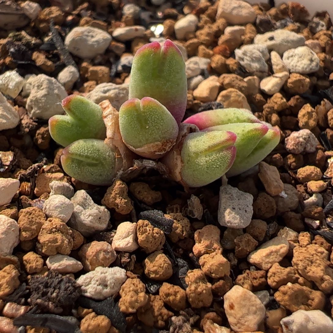 841多肉植物组合