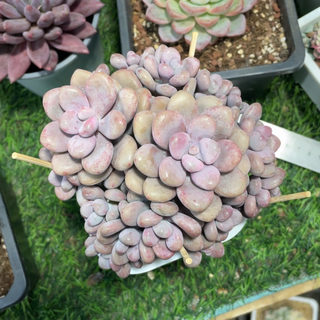 桃蛋冠幅13 公分一物一拍