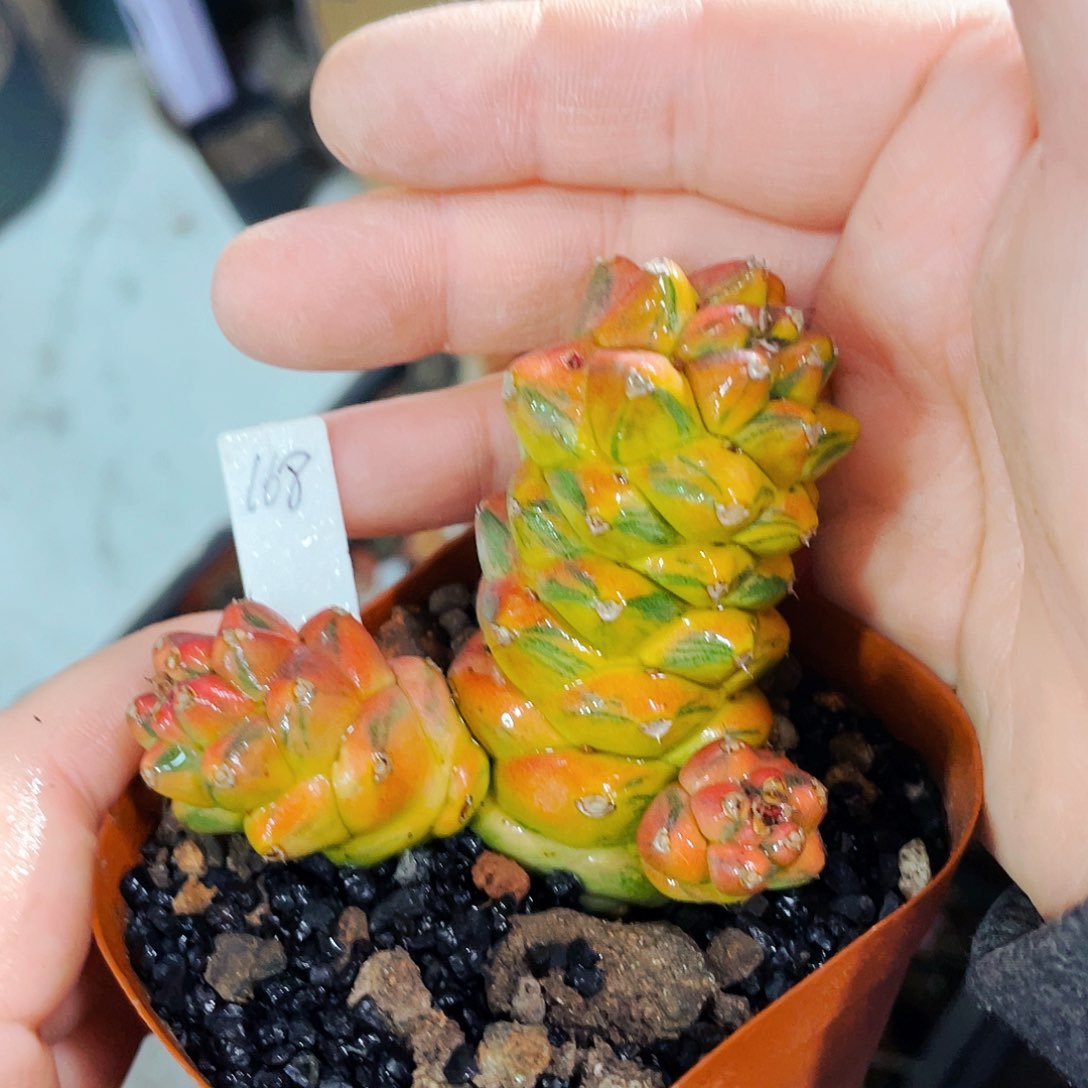 非偏远地区满25包邮仙人球