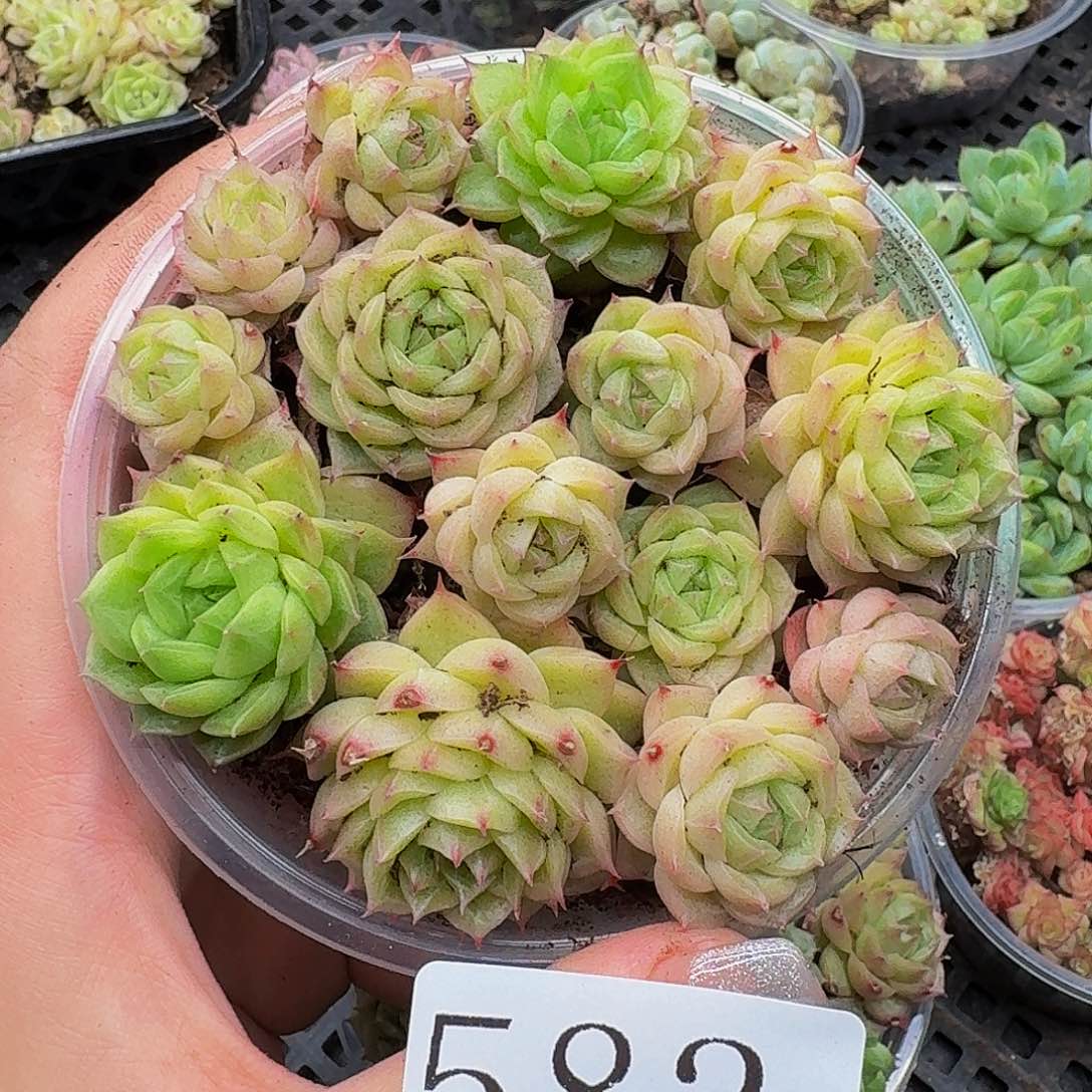 多肉植物多肉植物582