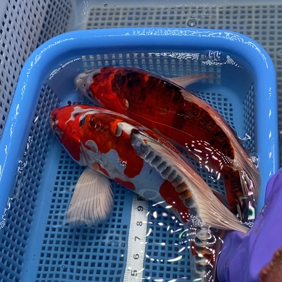 锦鲤冷水锦鲤包邮