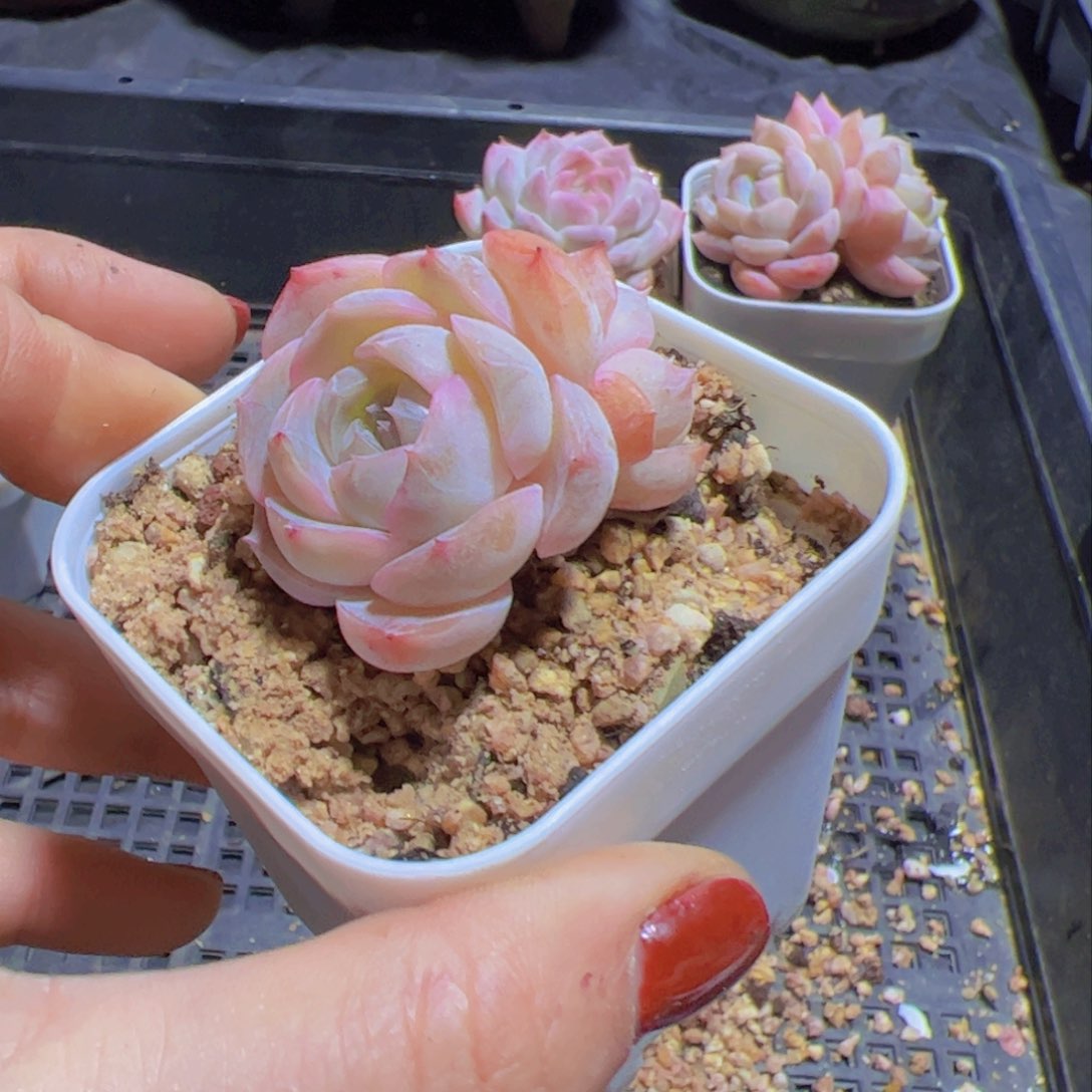叮***猴新品，多肉植物