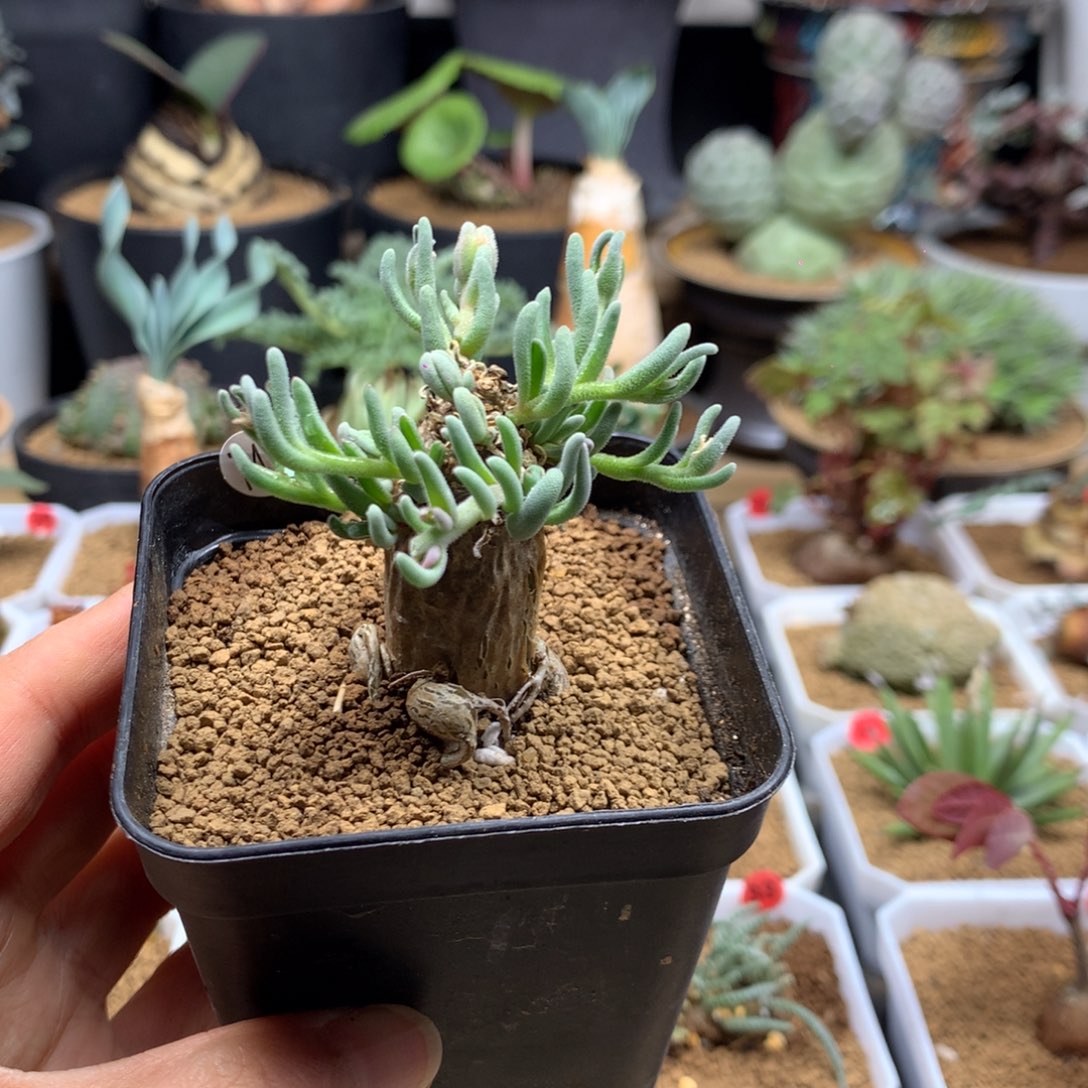 淡清霜母本带盆多肉743