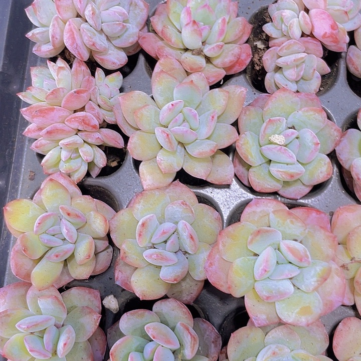 梦幻泡影【满10颗包邮】