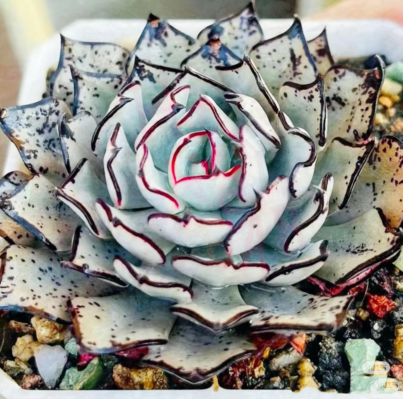剑斯诺娃绿植盆栽多肉植物莲花多肉贵货品种
