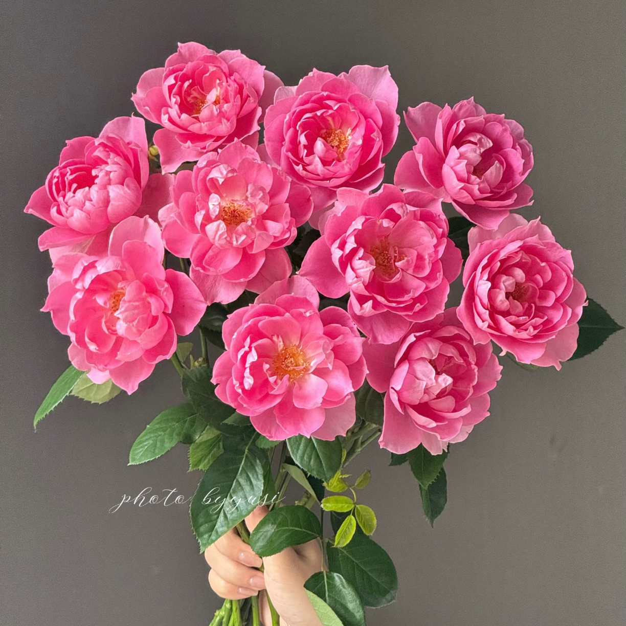 「嘤嘤怪鲜花」酒醉蝴蝶玫瑰花物语云南直发顺丰包邮