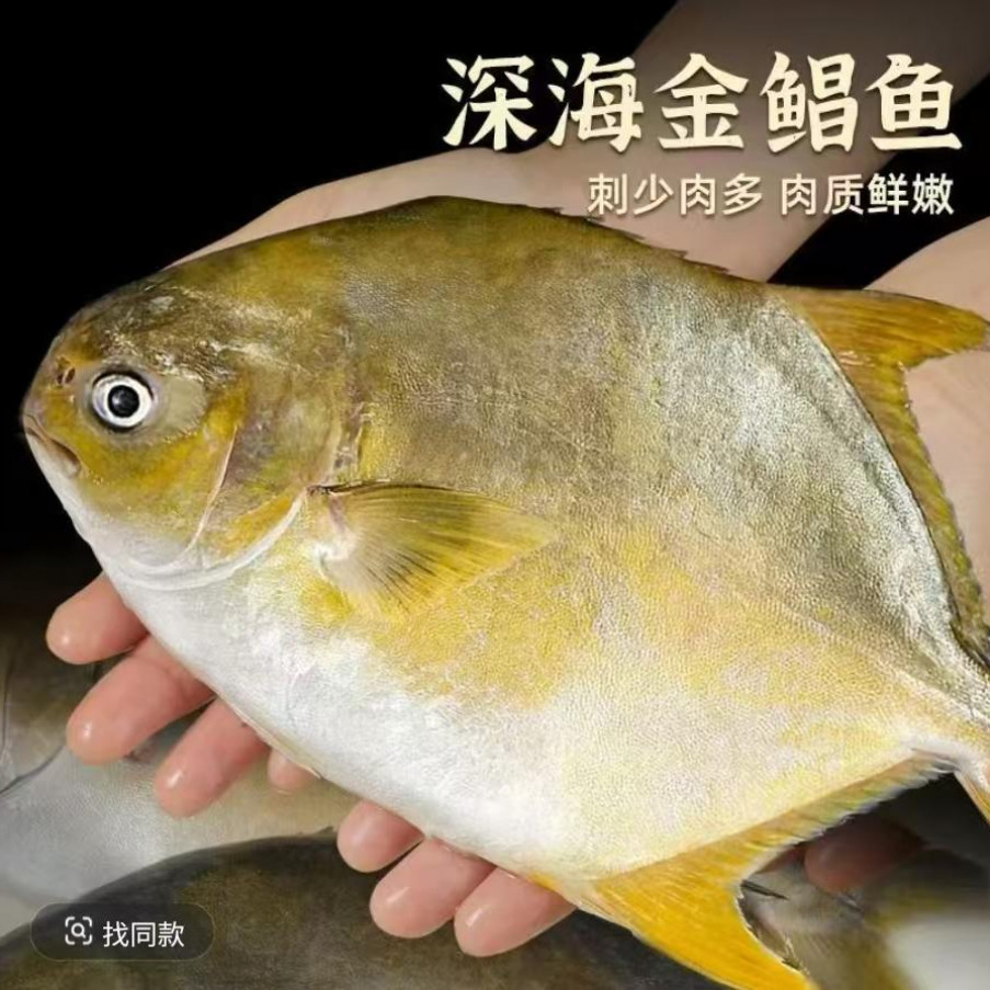 江苏连云港发货 新鲜速冻 精品金鲳鱼 450g-500g/条 到手五条