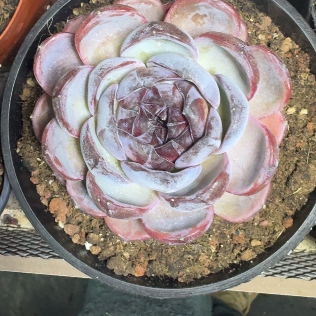 黑橙子 单头 一物一拍