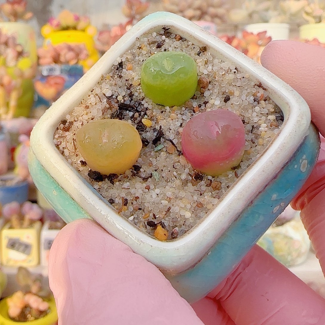 L  蟠桃组合 带盆