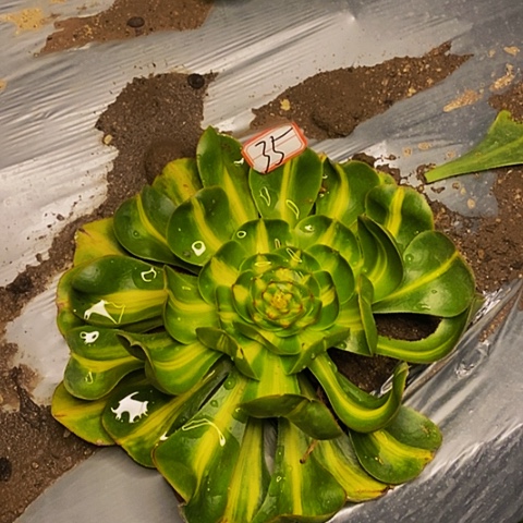 暴君法师法师法师35