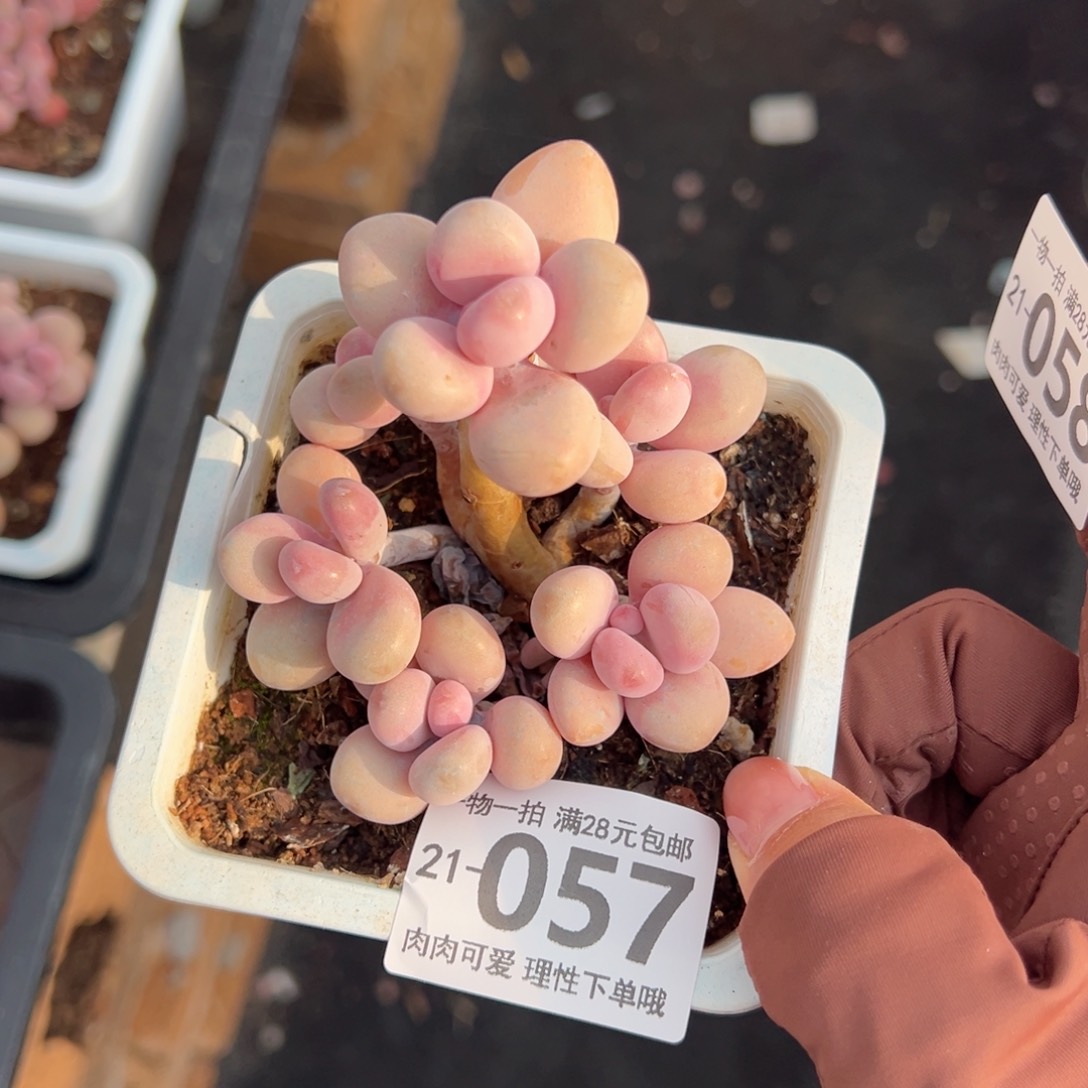 桃蛋多肉多肉多肉多肉多肉多肉多肉