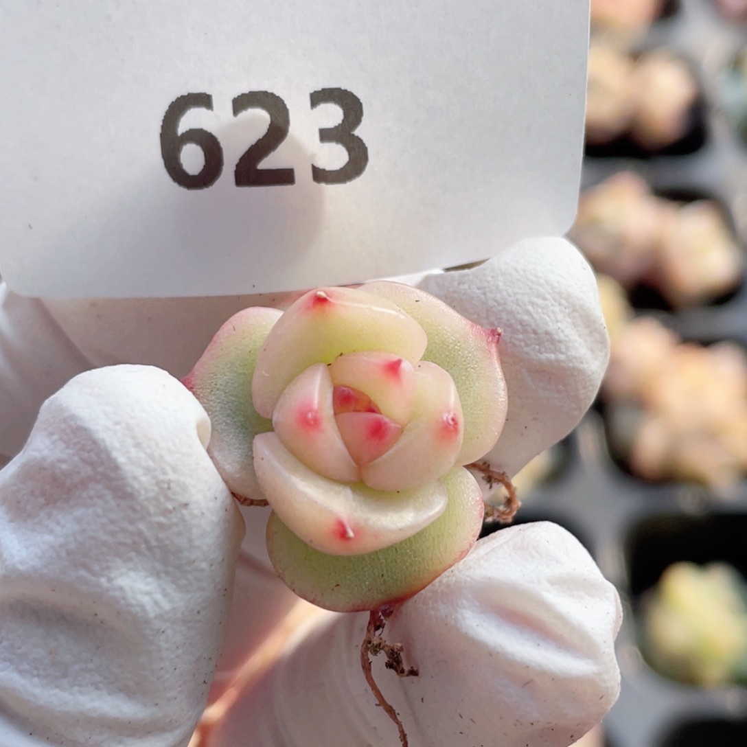 暖*623号糖心冰心珍妮