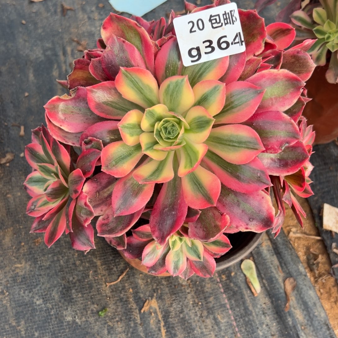 364女妖，满20包邮嘟叮熊