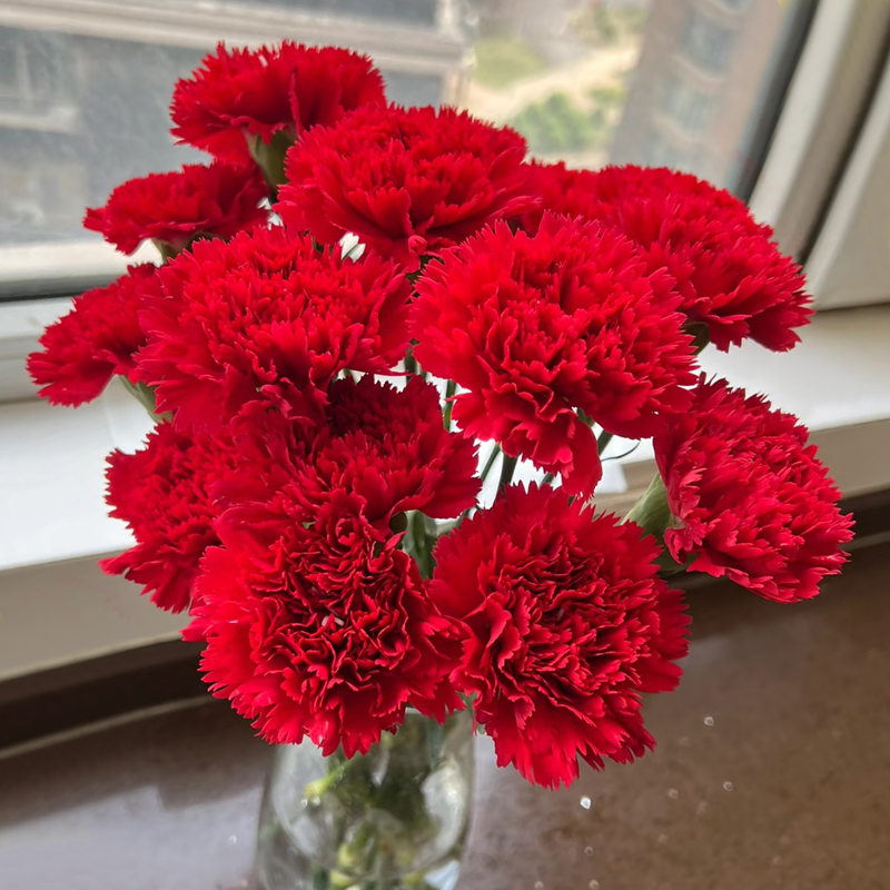 【单头康大红色】单头康乃馨新鲜鲜花花束云南昆明基地直发客厅装饰