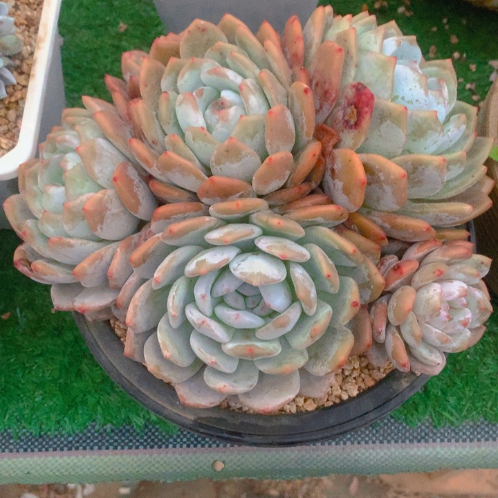 释*多肉乐园精品橙子