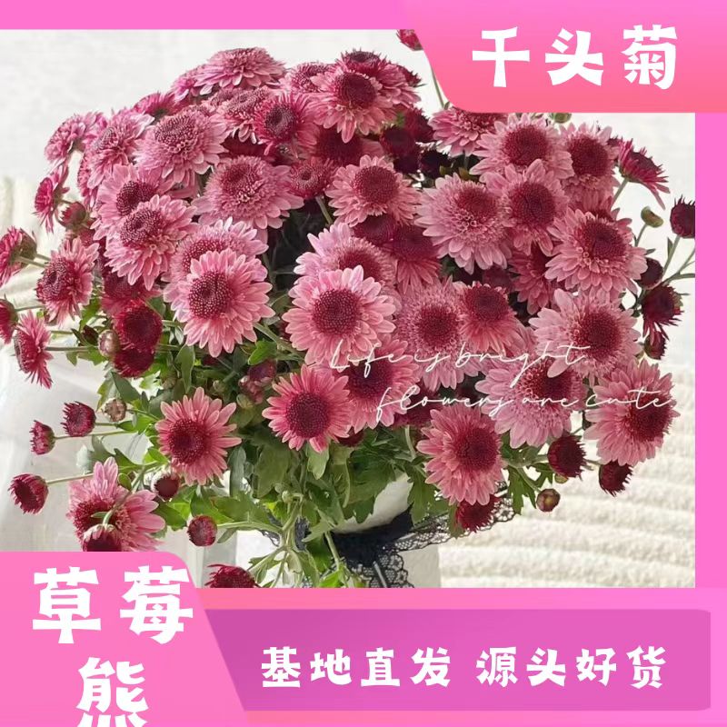 【草莓熊】球菊多季节开花耐热耐晒耐寒室内室外地栽盆栽易养护