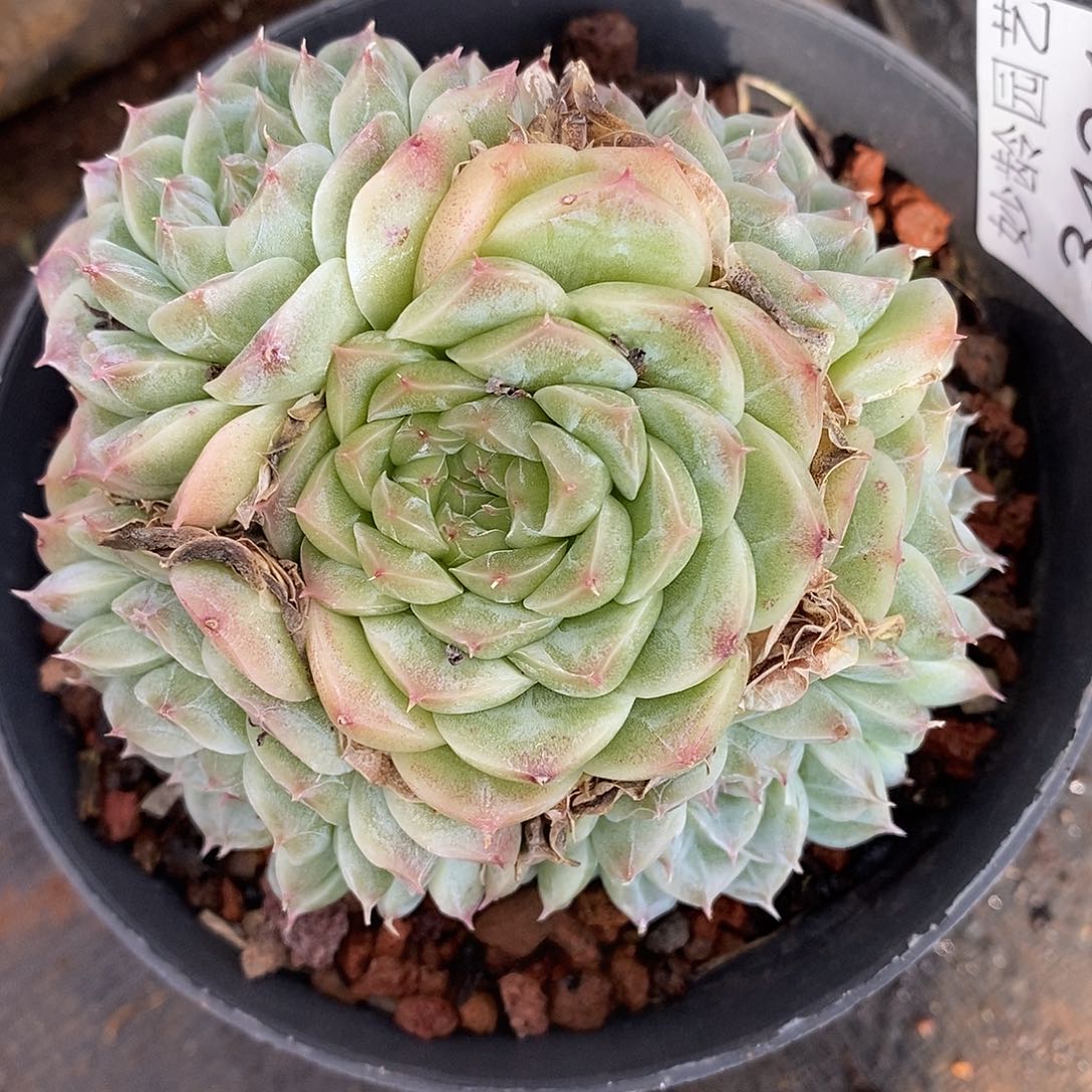 3431杂交老桩基地～9厘米