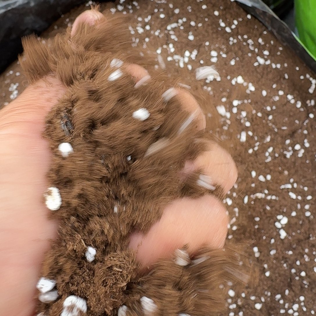 带珍珠盐进口土10l