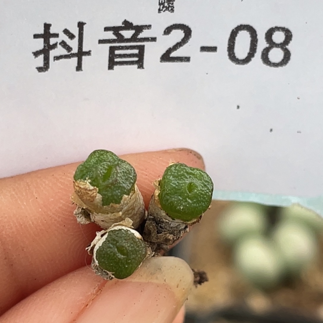 2-8方糖多肉植物肉锥