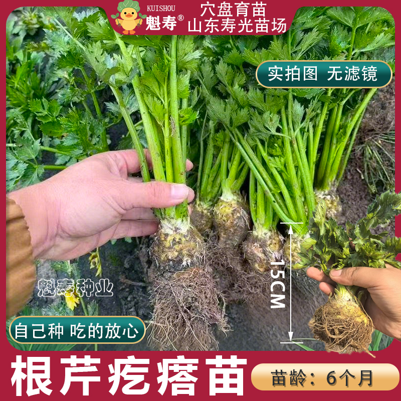 根芹球芹菜种苗蔬菜阳台菜苗四季根芹苗孑芹菜根栽培种球苗疙瘩苗