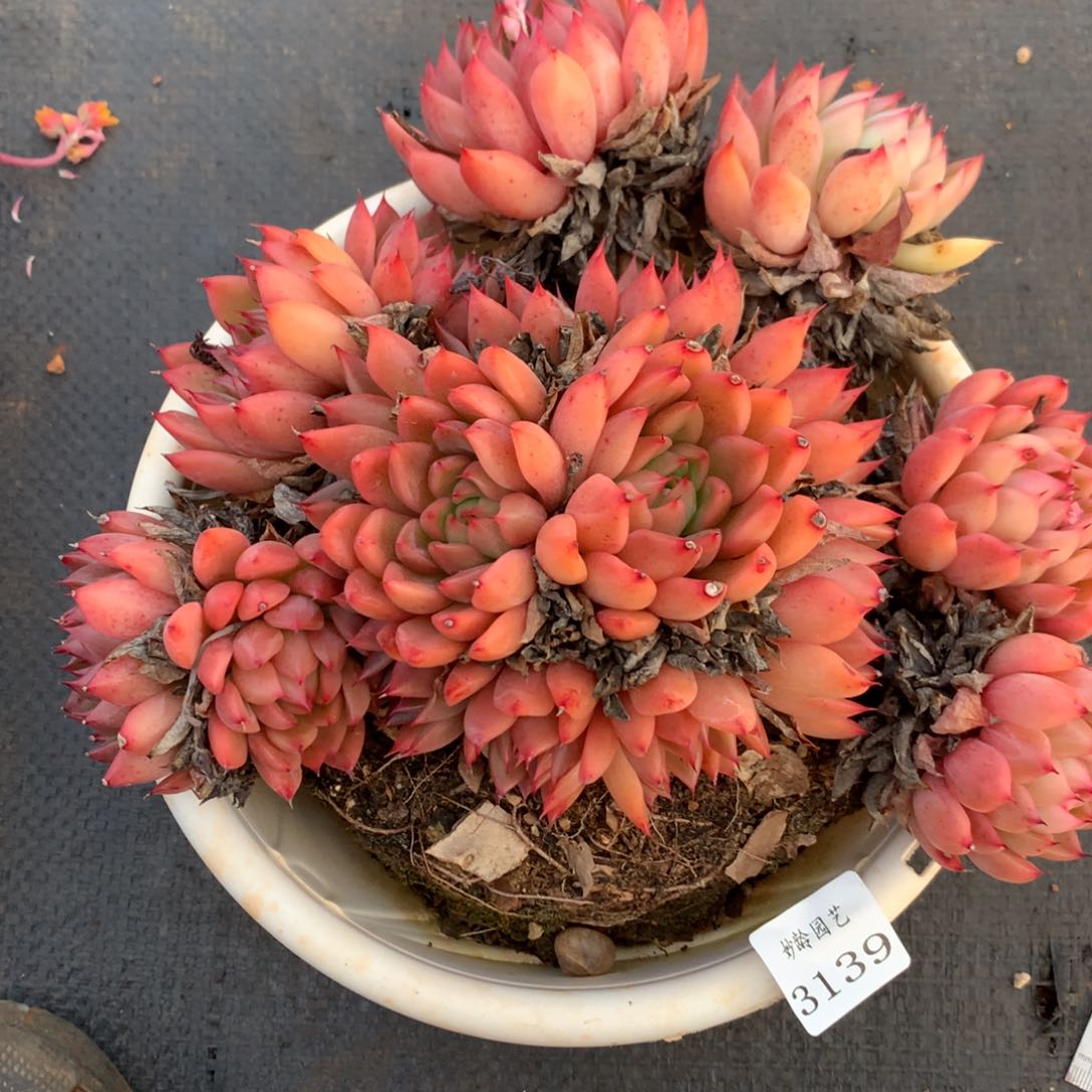 3139杂交精品基地22厘米