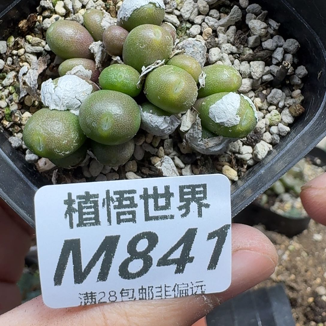 得瑟的润泽的润泽fghh