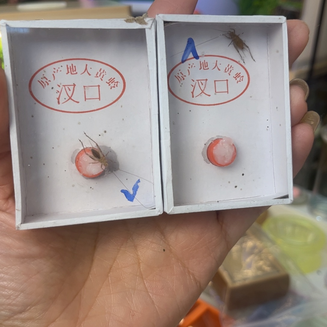 狂***牛2只大黄蛉拍拍拍拍