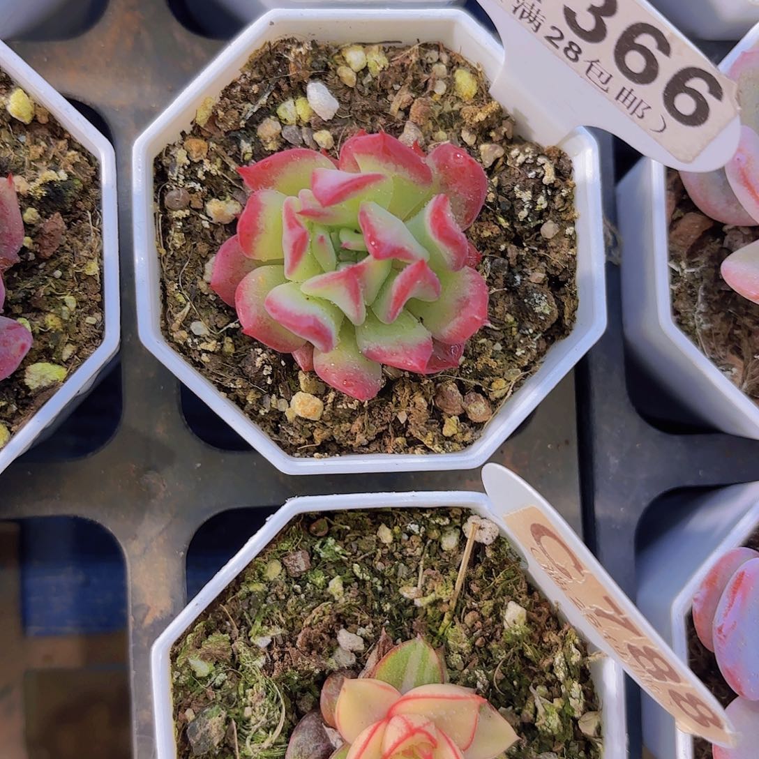 A366飞行少年变异一物一拍