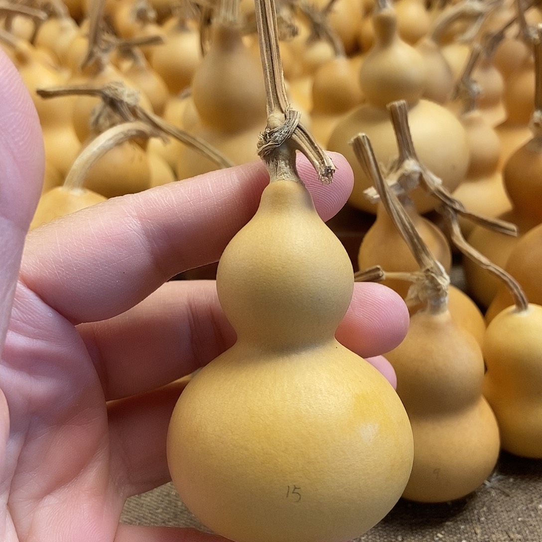 文玩葫芦 完美主义者 慎拍15