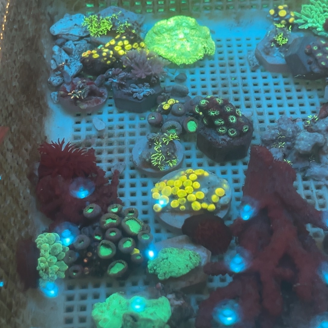 金***务纽扣珊瑚地毯古➕闪千手