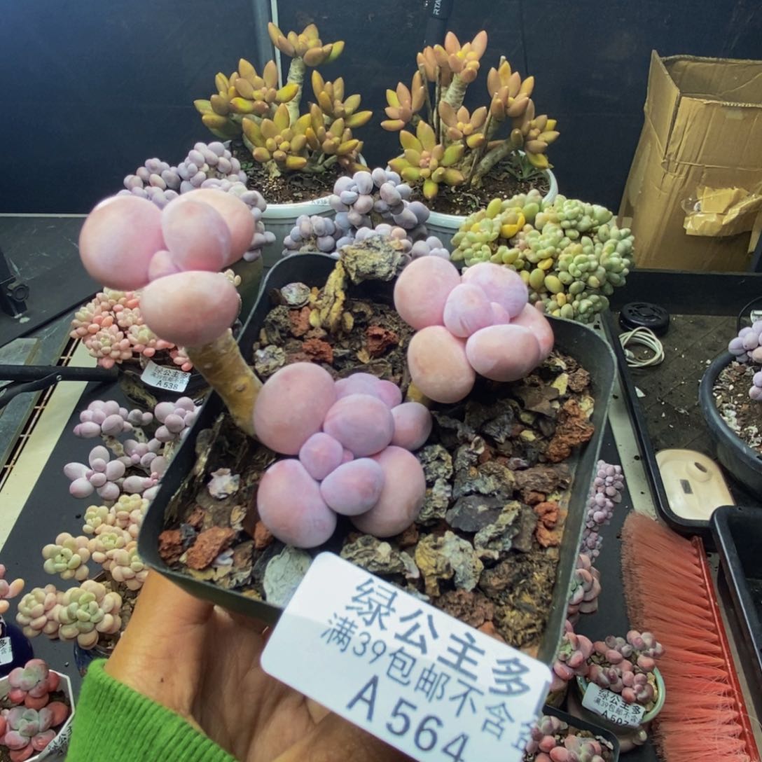 564橙奶多肉肉5c m