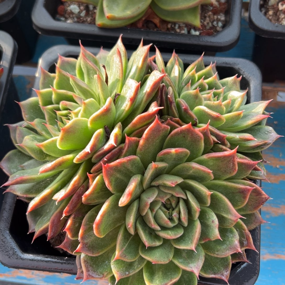 东云石化，一物一拍021