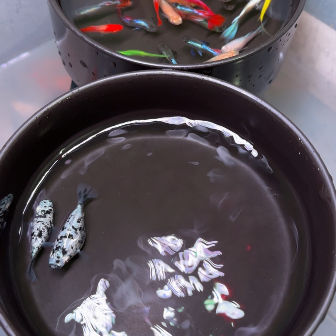 孔雀鱼奶牛玛丽球一对
