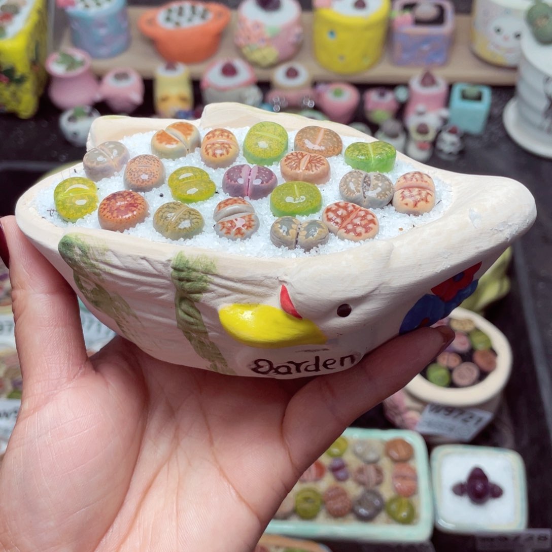 w9731 带盆土发货-零下地区拍保温箱