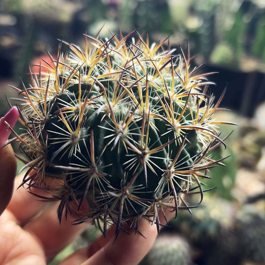 虎抓仙人球111111